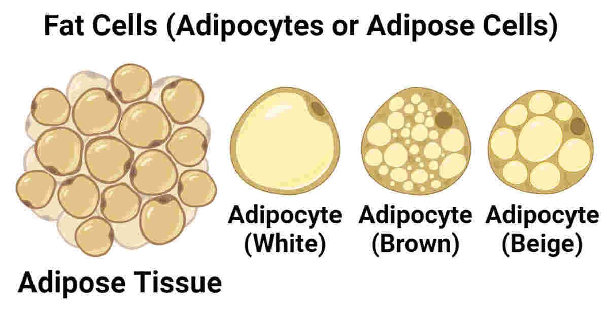 Fat-Cells-Adipocytes-or-Adipose-Cells